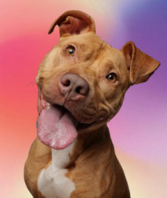 outline of a picture of a smiling dog on colorful background